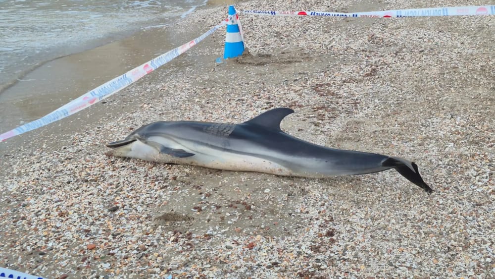Troben un dofí mort a la platja del Faro de Cullera