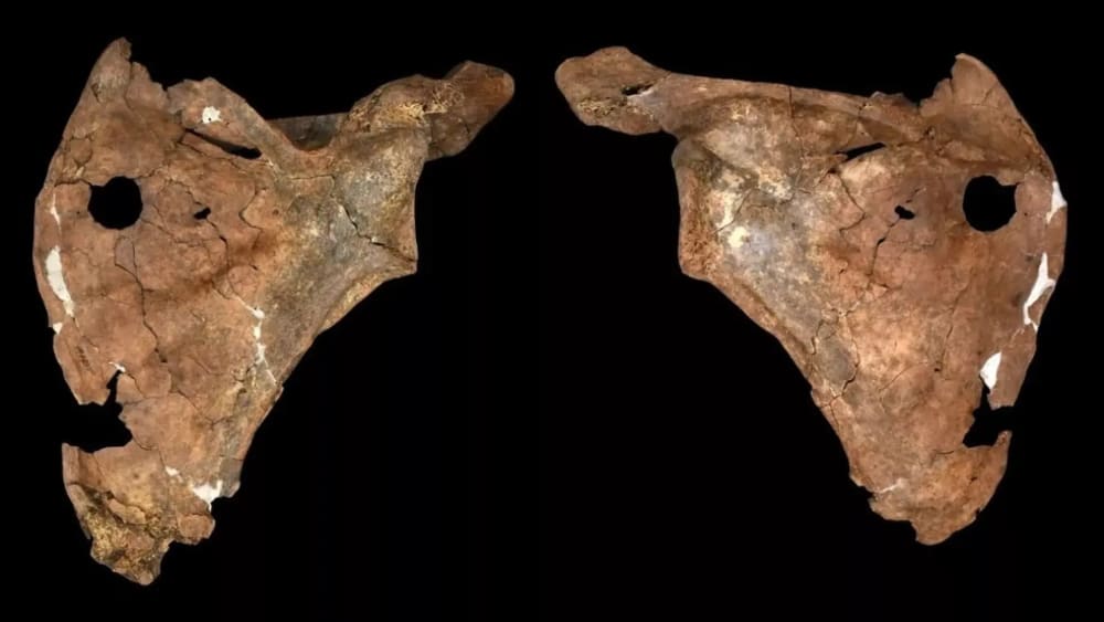 Troben la possible primera evidència d'un neandertal mort per una llança