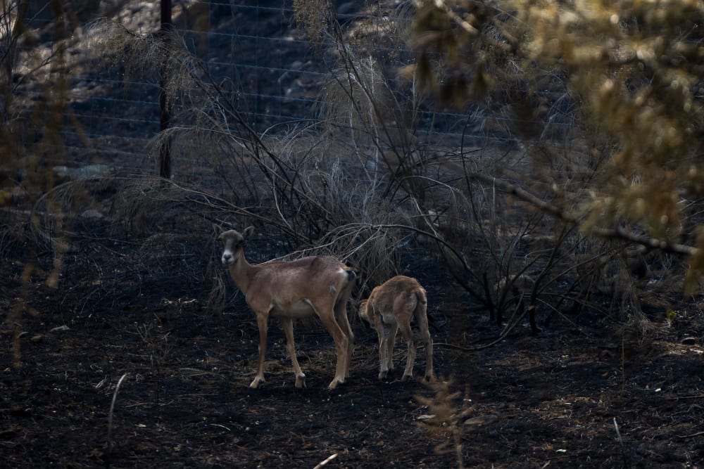 Madrid presenta el Pla de Restauració Forestal de la Serra Oest: a 10 anys i amb 25 milions per als dos primers