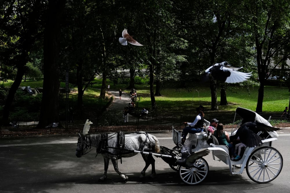 Nova York planteja retirar els tradicionals carruatges tirats per cavalls de Central Park per a 2028