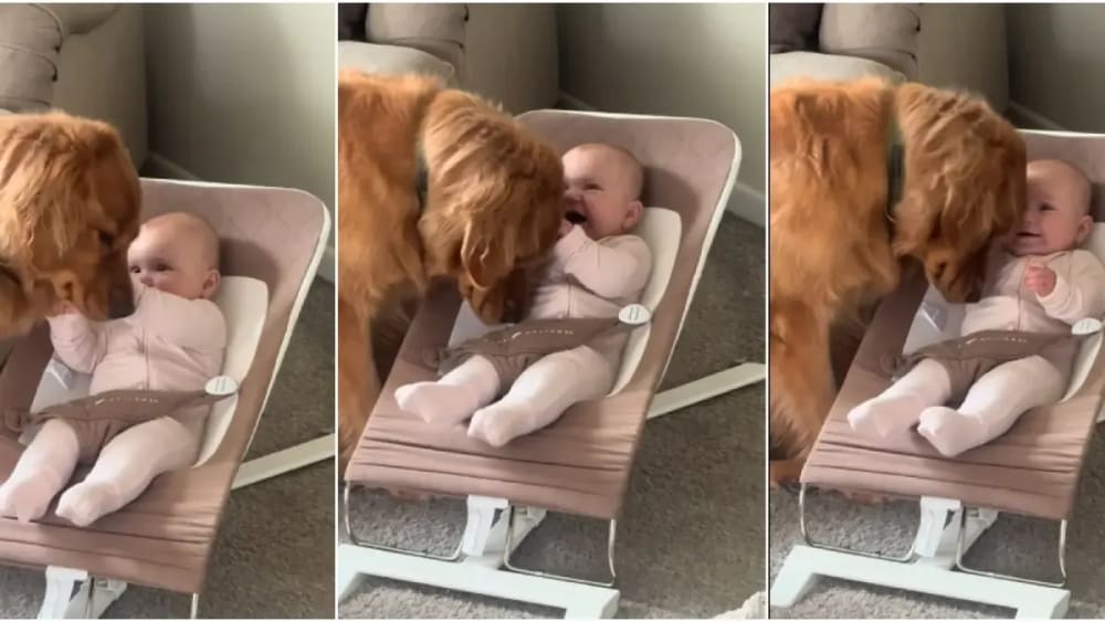 El gos i el bebè que enamoren a tots: "​No hi ha res com l'amor d'un gos"