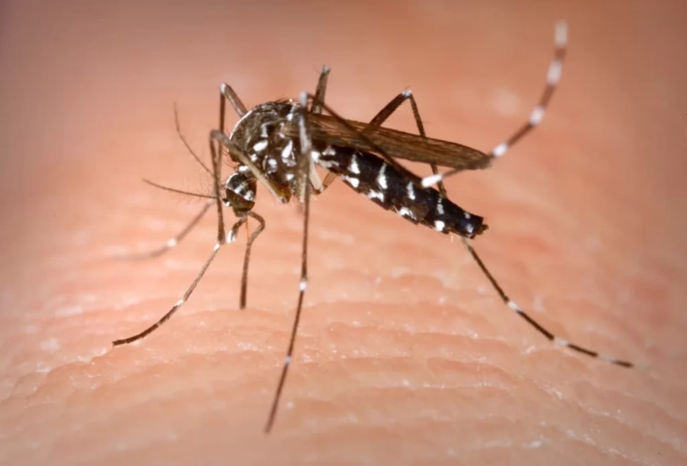 Barcelona posa a prova una tècnica per a combatre el mosquit tigre