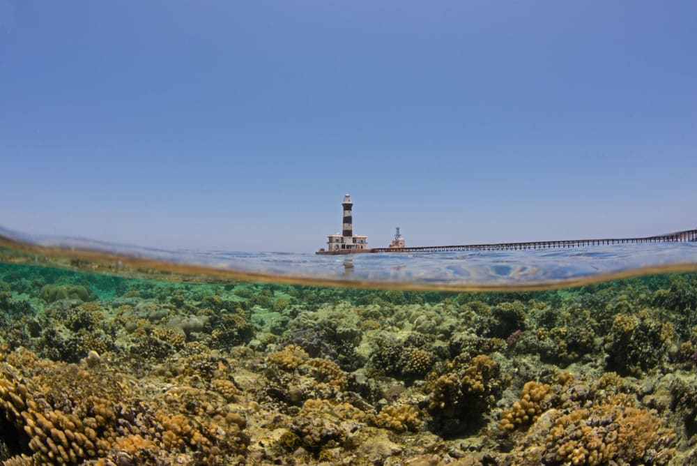 A Egipte, el Clima-Resilent Corals paren de sentir l'Heat