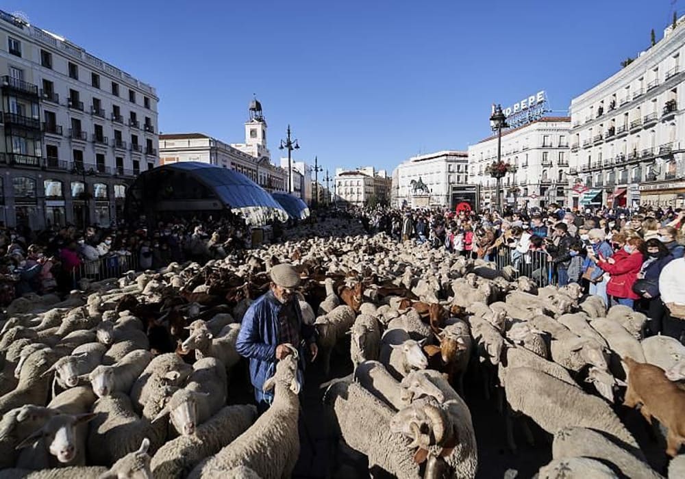 L'acampada de Sol traslladarà la Festa de la Transhumància a la Plaça Major