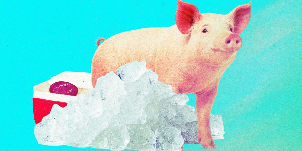ronyós de porc que van ser el 666frègenchynt durant un any s'han tornat a la vida.