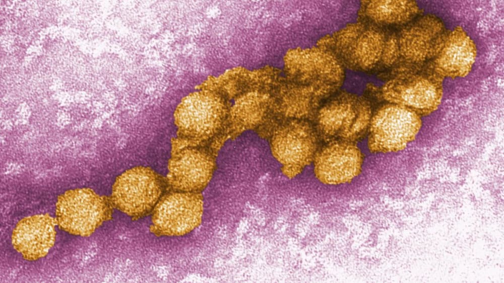El virus del Nil Occidental s'expandeix a Europa i ja ha causat 130 morts enguany