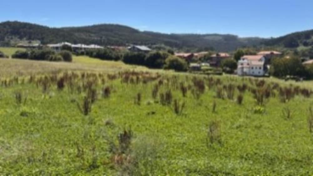 Ets capaç de veure el gat en menys de 30 segons?