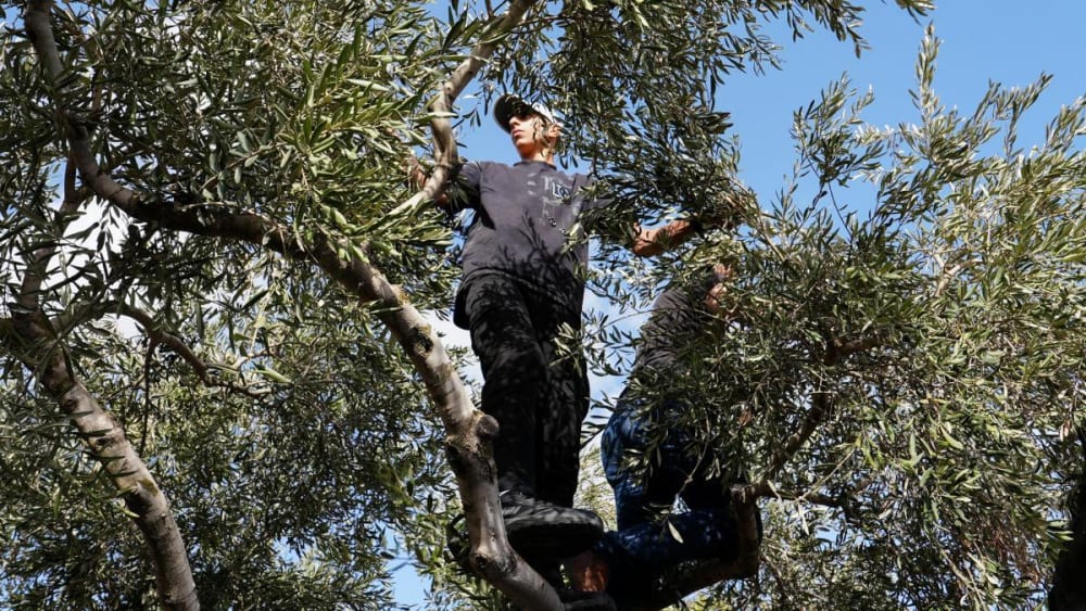 Guerra per les oliveres a Cisjordània, símbol de la resistència palestina