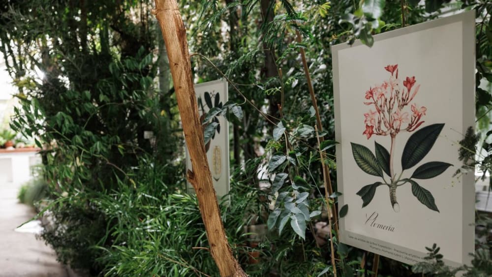 El Real Jardí Botànic celebra els seus 271 anys d'història amb una jornada de portes obertes
