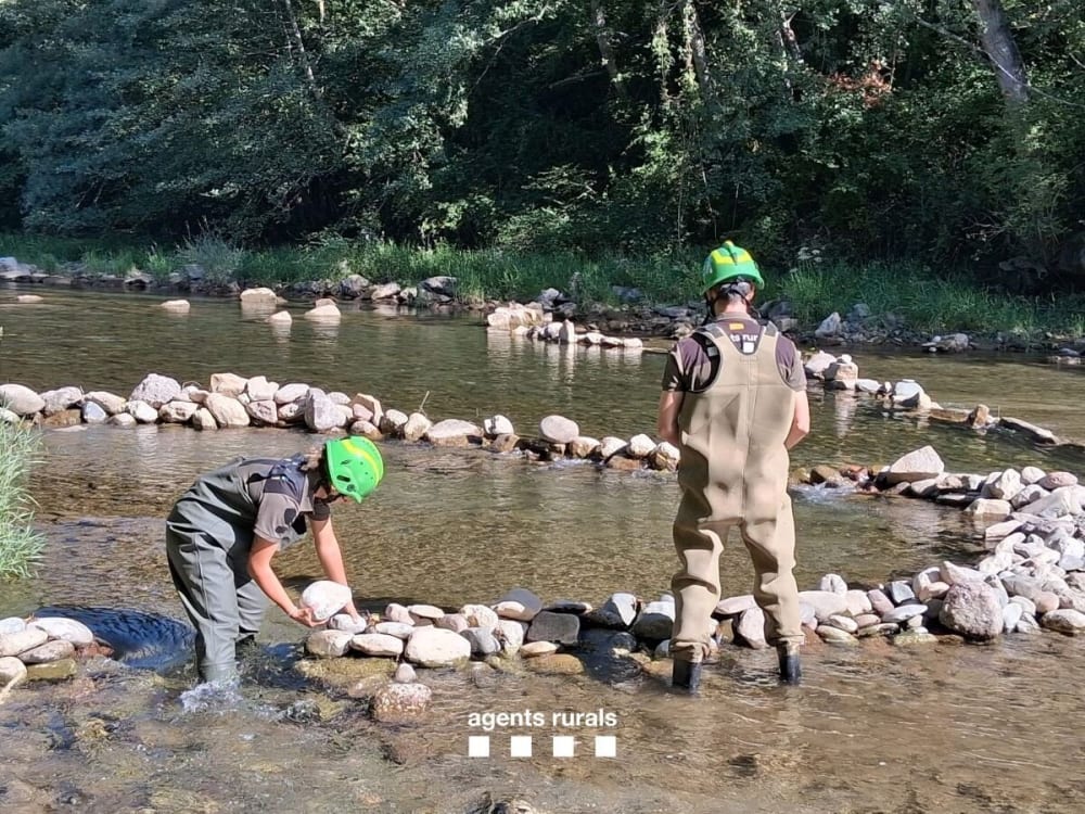 Els Agents Rurals retiren barreres de còdols a la Pobla de Segur per restaurar el curs natural del Noguera Pallaresa