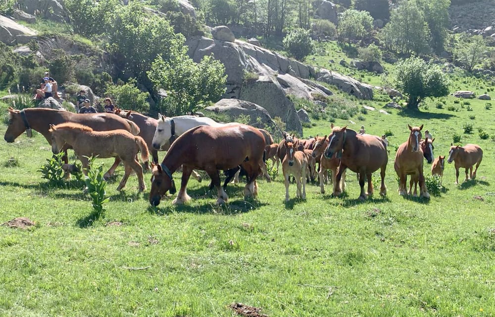 Un projecte de llei a Itàlia amenaça la producció equina de la Cerdanya