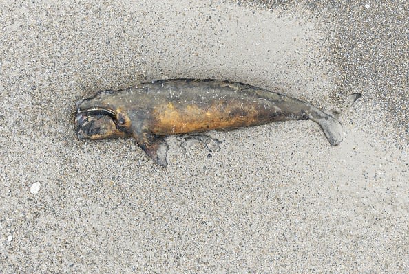 Un bacteri, possible causa del rècord de morts de cries de balena a la Patagònia argentina