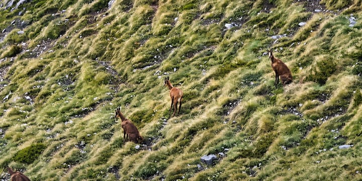 Els concerts i l’impacte sobre la fauna, entre les principals preocupacions d’ARPA pel mirador de l’Alt de la Capa