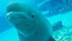 Una beluga és traslladada des de Marineland cap a una nova llar.