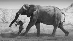 Les emotives fotos de l'elefanta que no podia superar la mort de la seva cria i el que revelen sobre el duel animal