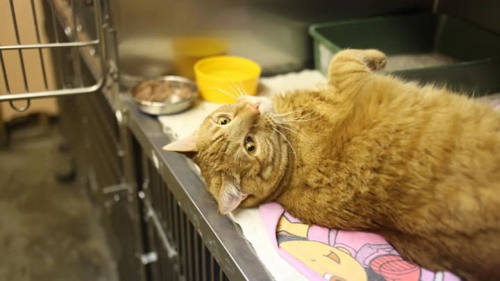 Per què dos gats que es portaven bé es barallen després de portar a un al veterinari