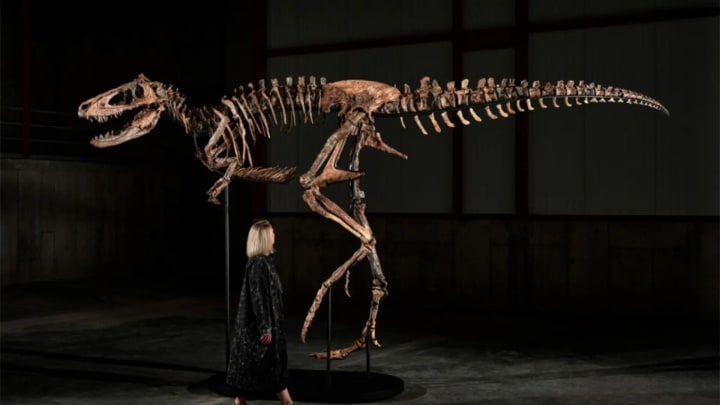 Surt a subhasta un estrany esquelet del dinosaure Nanotyrannus de 67 milions d'anys