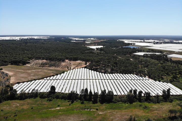 Doñana rebrà per fi les ajudes per a eliminar cultius il·legals i regenerar l'aqüífer