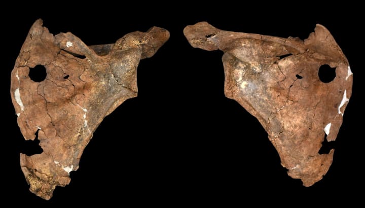 El neandertal que va morir travessat per una llança fa 75.000 anys i que mostra com cuidaven dels seus ferits i els seus morts