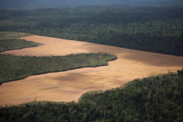 La ultradreta a Amèrica Llatina amenaça l'avanç contra la desforestació, segons un informe