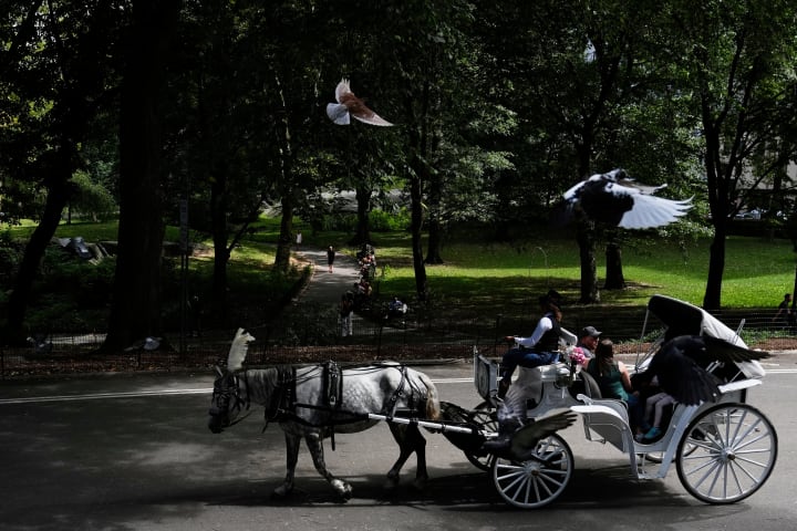 Nova York planteja retirar els tradicionals carruatges tirats per cavalls de Central Park per a 2028