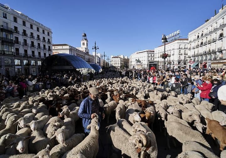 L'acampada de Sol traslladarà la Festa de la Transhumància a la Plaça Major