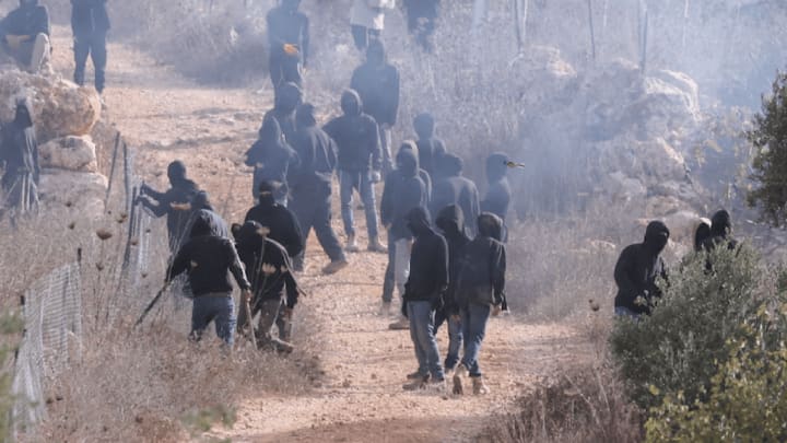 Arbres d'oliva palestins ancorar com a fregs es redueix en augment durant la collita