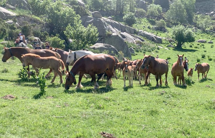 Un projecte de llei a Itàlia amenaça la producció equina de la Cerdanya
