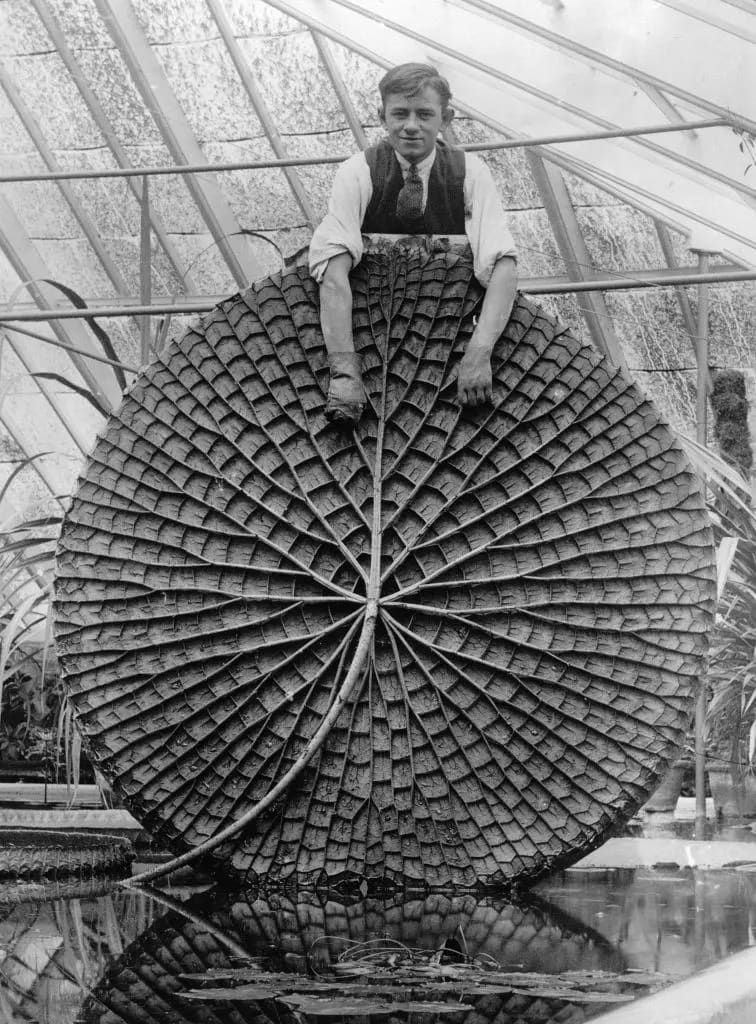 Hombre con una Victoria regia en Reino Unido alrededor de 1930.