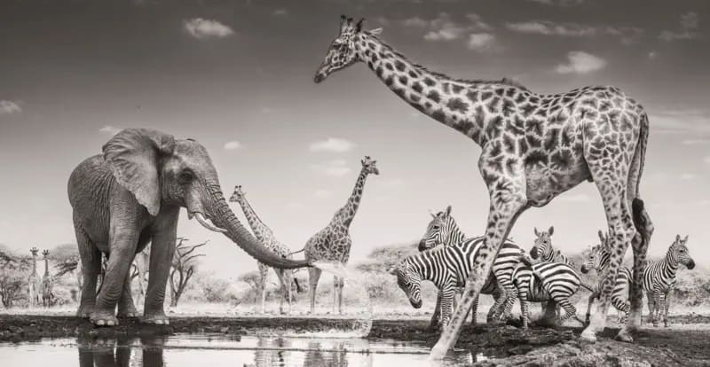 Un elefante rocía agua de un abrevadero poco profundo sobre un grupo de cebras. La imagen en blanco y negro también muestra varias jirafas, una de ellas de pie frente a las cebras, a la derecha del el