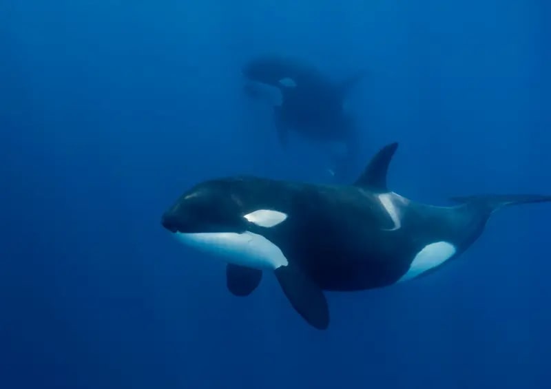 Dos orcas nadando bajo el agua en una imagen submarina.