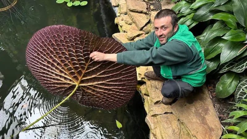 Mauricio Bernal en el Jardín Botánico de Bogotá, mostrando el dorso de una Victoria amazónica.