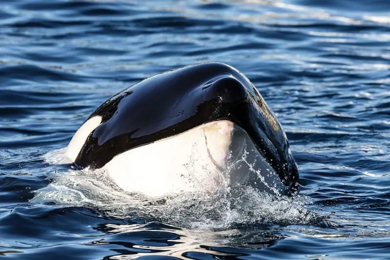 Orca