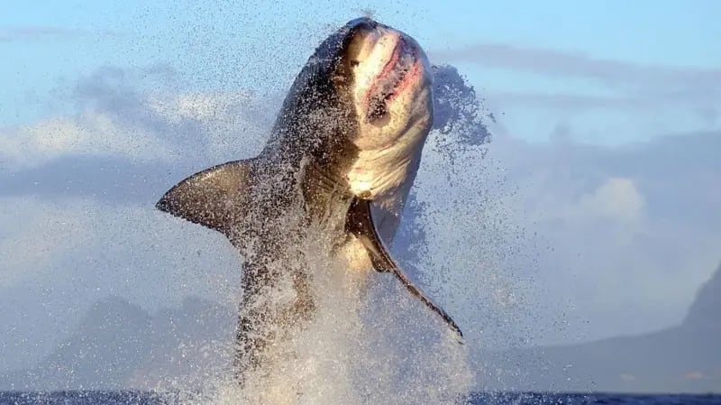 Un gran tiburón blanco emerge con fuerza de un salto sobre la superficie marina.