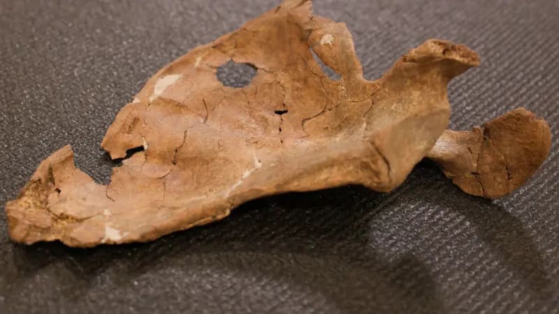 Primer plano de un omóplato izquierdo marrón y frágil procedente de Shanidar A, sobre una tela oscura. El hueso está incompleto y presenta finas grietas entrecruzadas. Cerca de su borde superior hay u