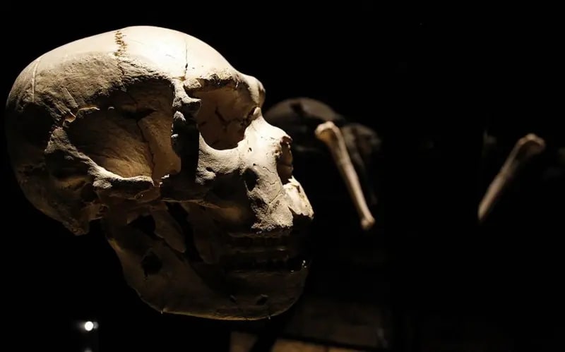 Un cráneo de neandertal expuesto. Tras él, se ven otros dos huesos.