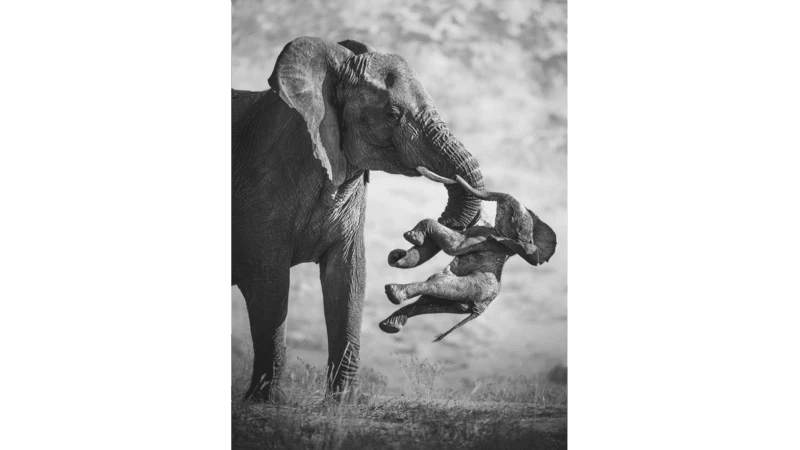 Fotografía en blanco y negro de un elefante adulto levantando con su trompa el cuerpo de una cría muerta. La cría cuelga inerte en el aire, con las patas y la cabeza hacia abajo. El elefante adulto se