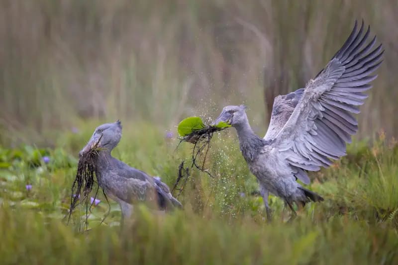 Dos cigüeñas picozapato, aves grandes con plumas gris claro y picos largos parecidos a los de un pato, llevan hojas y hierba en sus picos mientras cruzan un pantano lleno de diferentes hierbas y peque