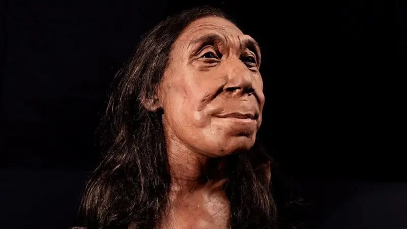 Reconstrucción de la cabeza de Shanidar Z, una mujer neandertal que se cree vivió hace unos 75.000 años y murió a mediados de sus cuarenta. La reconstrucción, de gran realismo, se realizó mediante esc