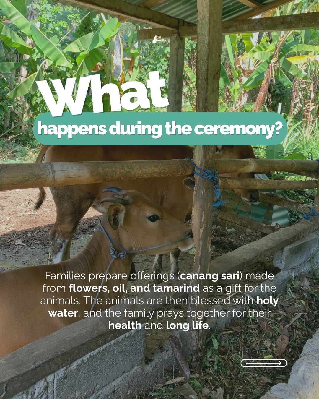 Discover Tumpek Kandang: Bali's Sacred Animal Blessing Day — image 4