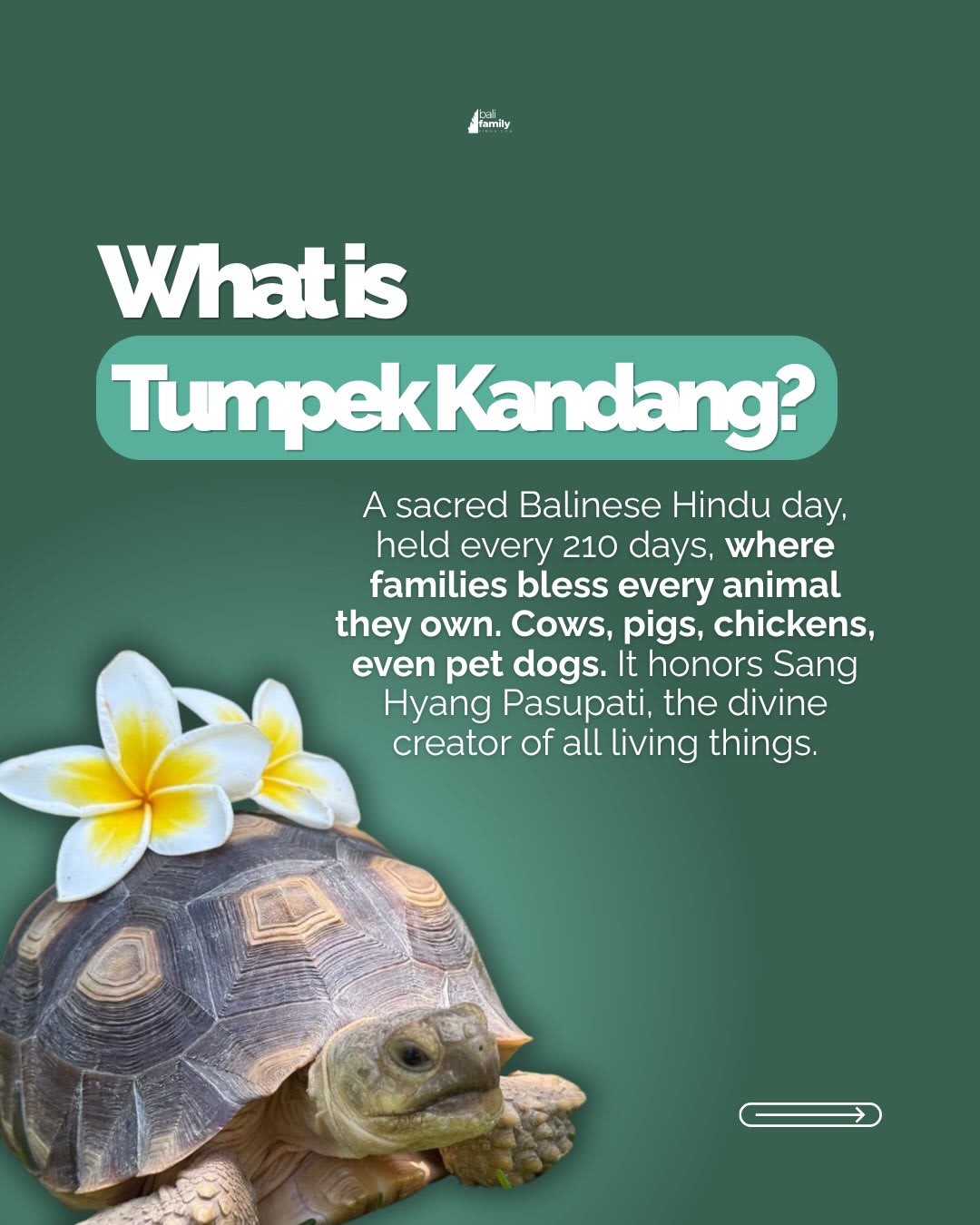 Discover Tumpek Kandang: Bali's Sacred Animal Blessing Day — image 2