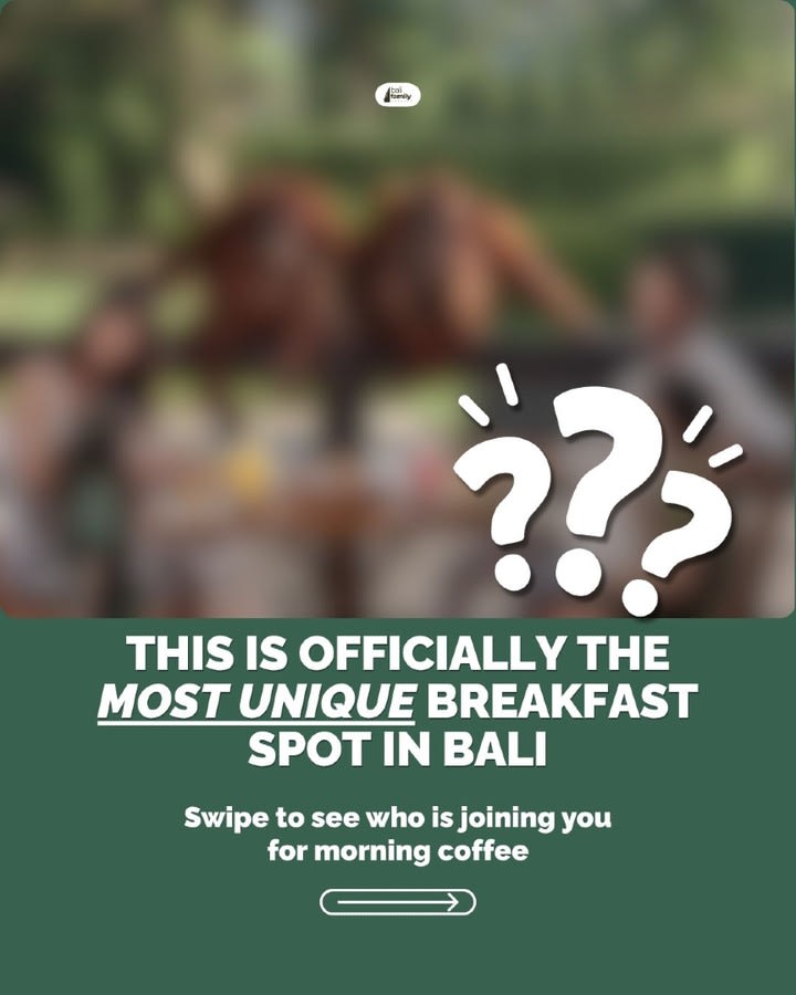 Enjoy Breakfast with Orangutans at Bali Zoo