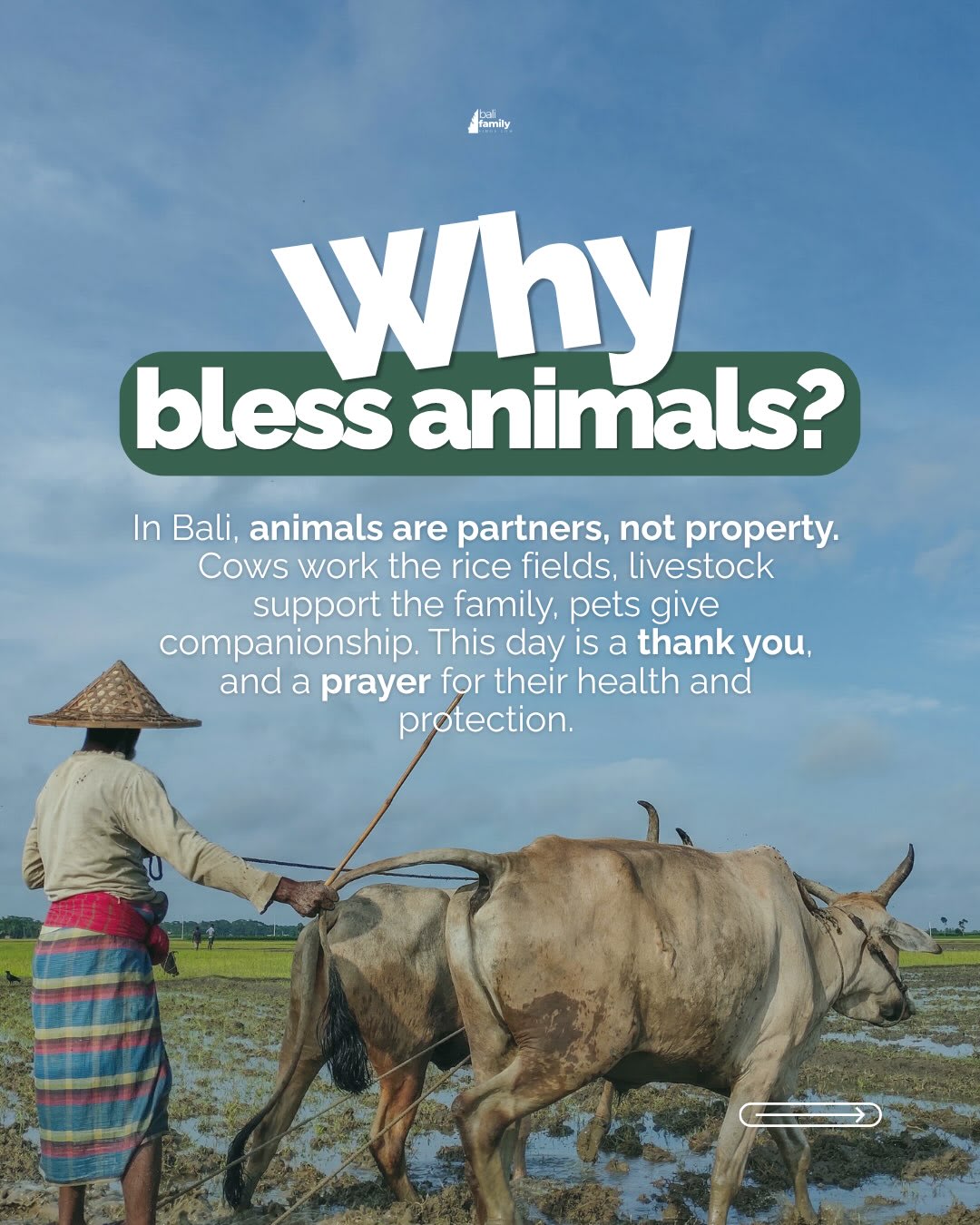 Discover Tumpek Kandang: Bali's Sacred Animal Blessing Day — image 3