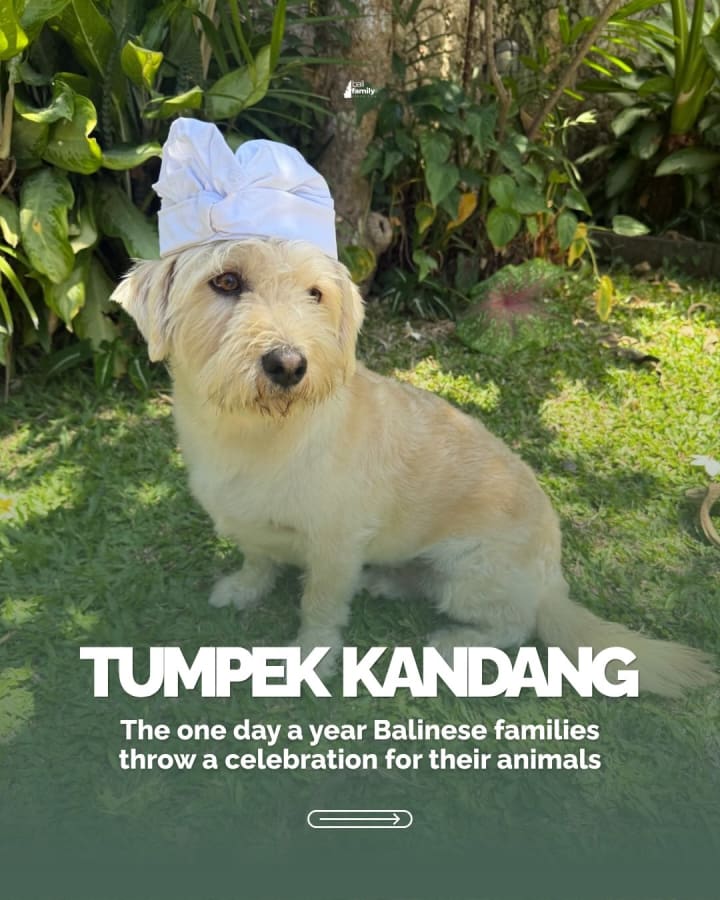 Discover Tumpek Kandang: Bali's Sacred Animal Blessing Day