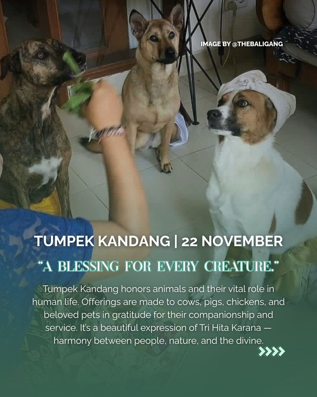 November Cultural Events in Bali: A Family Guide — image 4