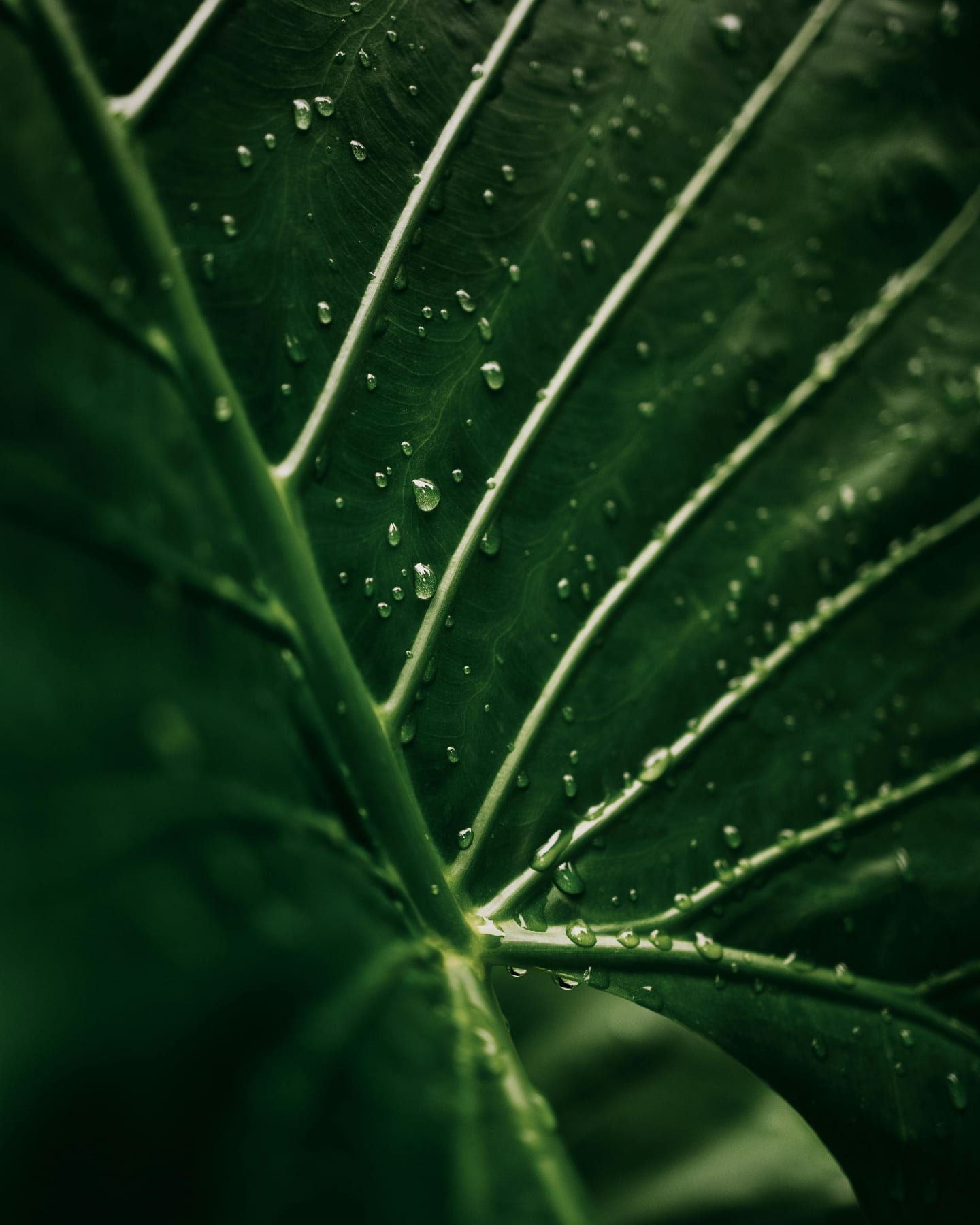 Why Rainy Days in Bali Are Perfect for Family Adventures