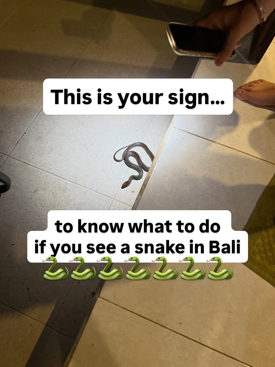 You’re on holiday in Bali… and suddenly there’s a snake in your villa 😳🐍

This actually happened t image 1