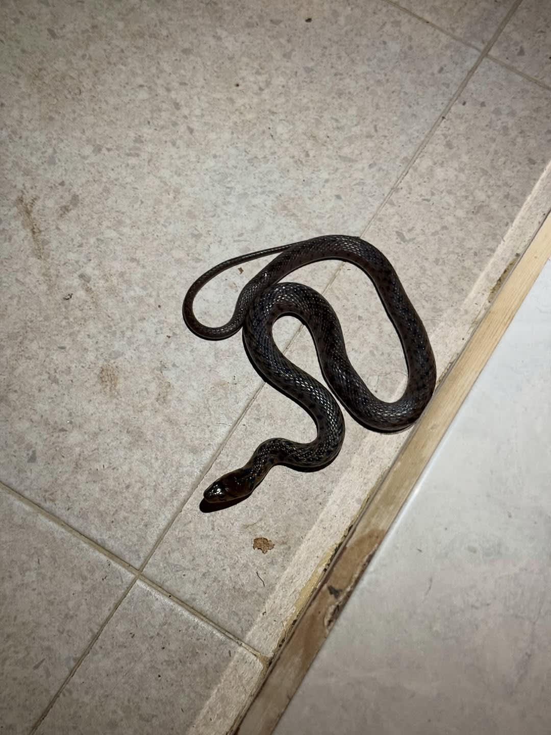 You’re on holiday in Bali… and suddenly there’s a snake in your villa 😳🐍

This actually happened t image 2
