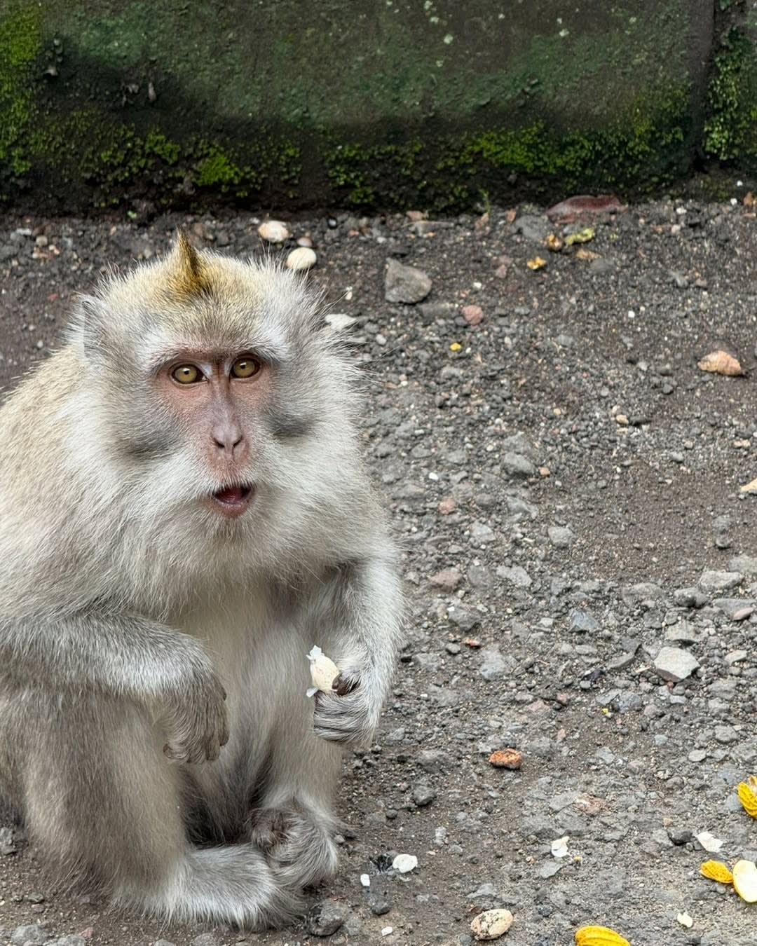 Monkeys in Bali… love them or leave them? 🐒🤍
Be honest, are you stopping for a look… or keeping y