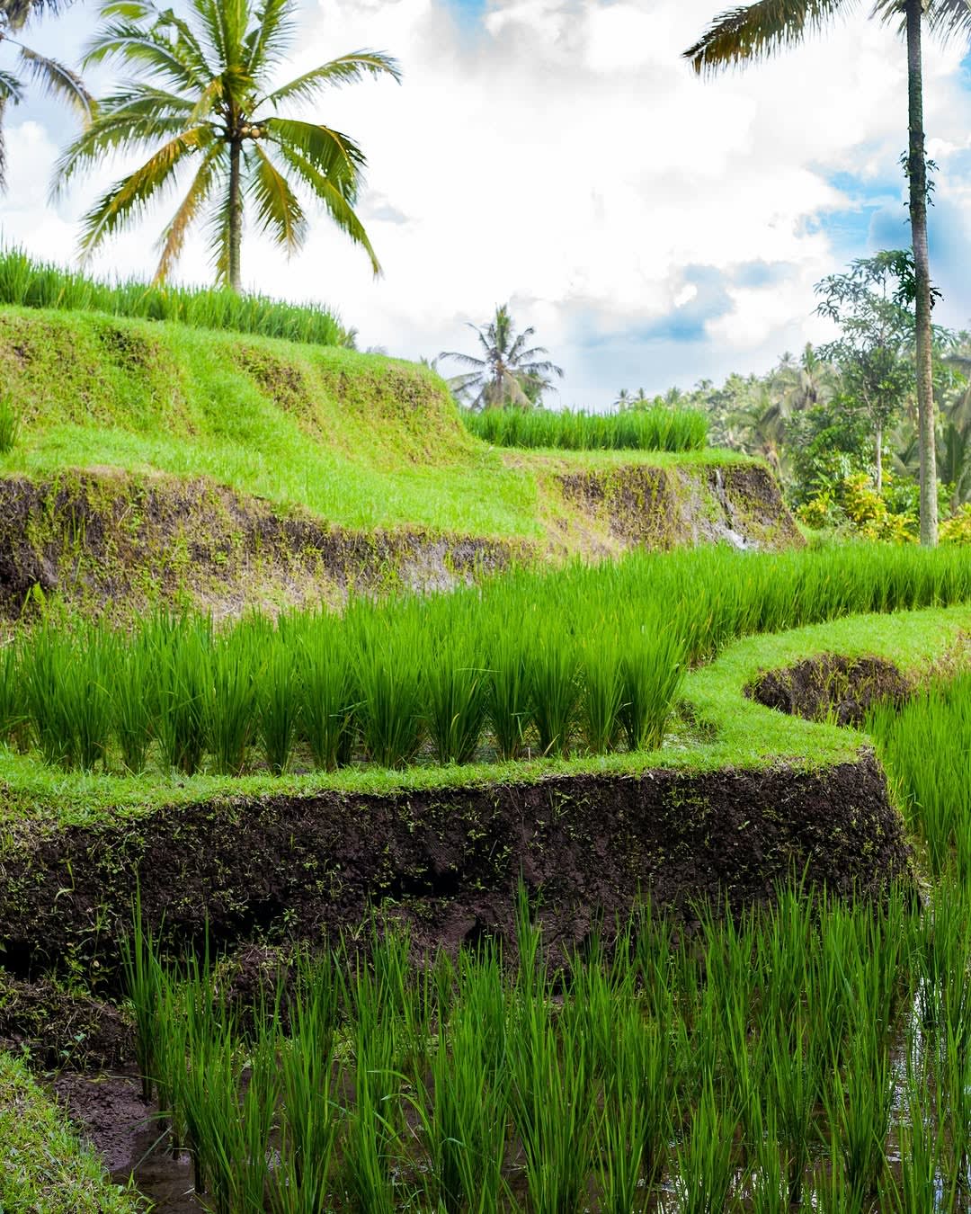 Bringing Bali's Timeless Wisdom into Your Family Life